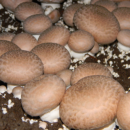 kastanje champignons biologische