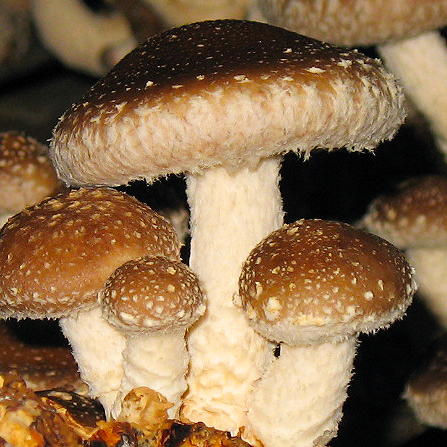 exotische paddenstoelen biologisch